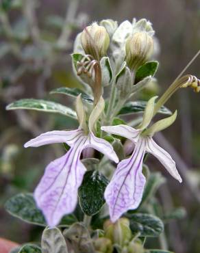 Fotografia 10 da espécie Teucrium fruticans no Jardim Botânico UTAD