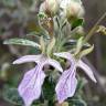 Fotografia 10 da espécie Teucrium fruticans do Jardim Botânico UTAD