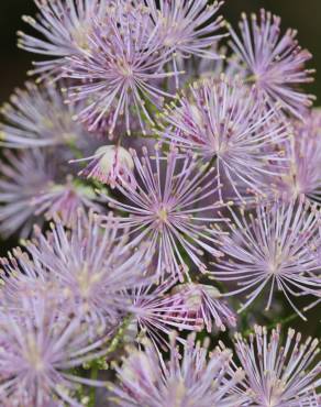 Fotografia 16 da espécie Thalictrum aquilegiifolium no Jardim Botânico UTAD