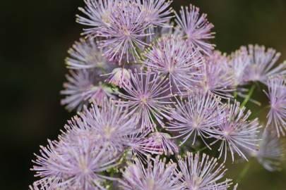 Fotografia da espécie Thalictrum aquilegiifolium