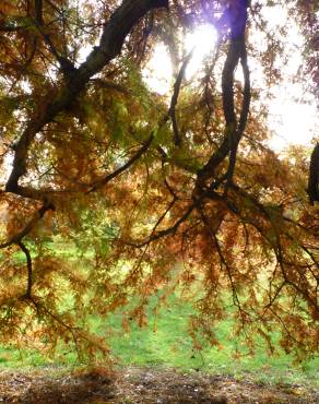 Fotografia 6 da espécie Taxodium distichum no Jardim Botânico UTAD