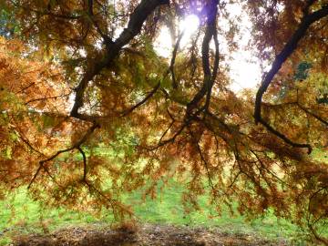 Fotografia da espécie Taxodium distichum