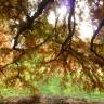 Fotografia 6 da espécie Taxodium distichum do Jardim Botânico UTAD