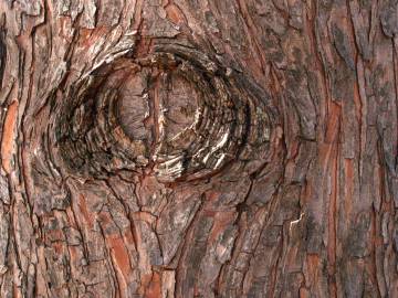 Fotografia da espécie Taxodium distichum