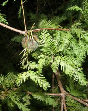 Fotografia 9 da espécie Taxodium distichum no Jardim Botânico UTAD