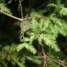 Fotografia 9 da espécie Taxodium distichum do Jardim Botânico UTAD