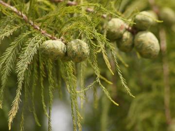 Fotografia da espécie Taxodium distichum