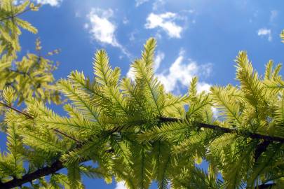 Fotografia da espécie Taxodium distichum