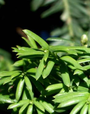 Fotografia 8 da espécie Taxus baccata no Jardim Botânico UTAD