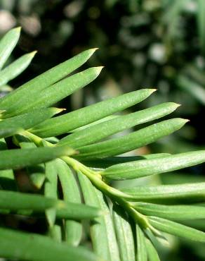 Fotografia 9 da espécie Taxus baccata no Jardim Botânico UTAD