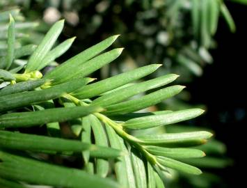 Fotografia da espécie Taxus baccata