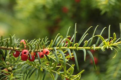 Fotografia da espécie Taxus baccata