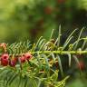 Fotografia 10 da espécie Taxus baccata do Jardim Botânico UTAD