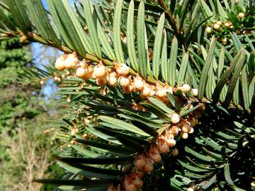 Fotografia da espécie Taxus baccata