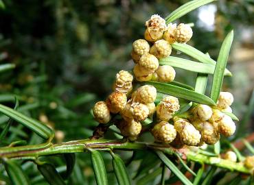 Fotografia da espécie Taxus baccata