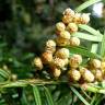 Fotografia 12 da espécie Taxus baccata do Jardim Botânico UTAD