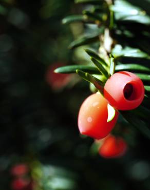 Fotografia 13 da espécie Taxus baccata no Jardim Botânico UTAD