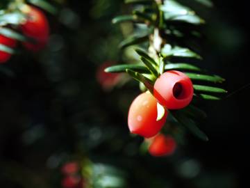 Fotografia da espécie Taxus baccata