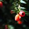 Fotografia 13 da espécie Taxus baccata do Jardim Botânico UTAD