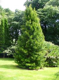 Fotografia da espécie Sciadopitys verticillata