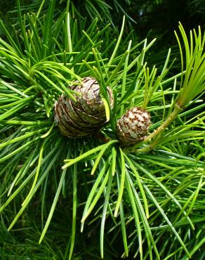 Fotografia 9 da espécie Sciadopitys verticillata no Jardim Botânico UTAD