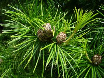 Fotografia da espécie Sciadopitys verticillata