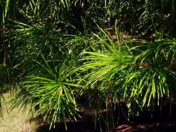 Fotografia da espécie Sciadopitys verticillata