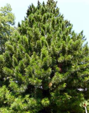 Fotografia 11 da espécie Sciadopitys verticillata no Jardim Botânico UTAD