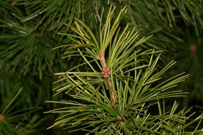 Fotografia da espécie Sciadopitys verticillata