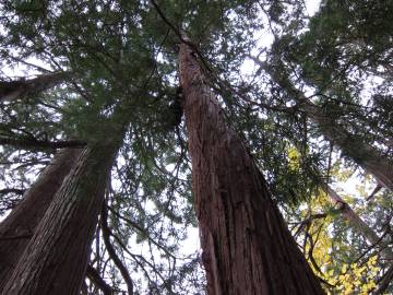 Fotografia da espécie Sciadopitys verticillata