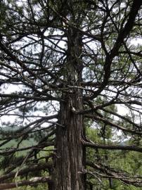 Fotografia da espécie Sciadopitys verticillata