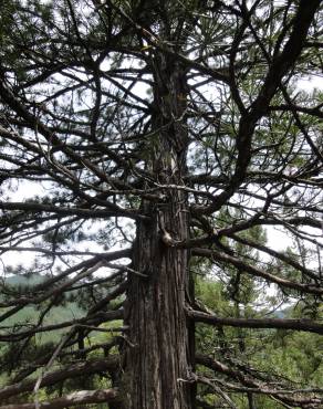 Fotografia 14 da espécie Sciadopitys verticillata no Jardim Botânico UTAD