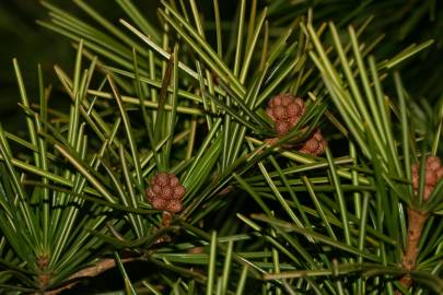 Fotografia da espécie Sciadopitys verticillata