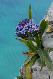 Fotografia da espécie Scilla peruviana