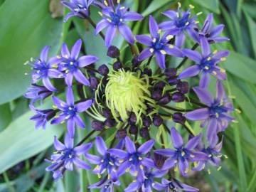 Fotografia da espécie Scilla peruviana