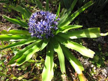 Fotografia da espécie Scilla peruviana