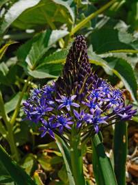 Fotografia da espécie Scilla peruviana