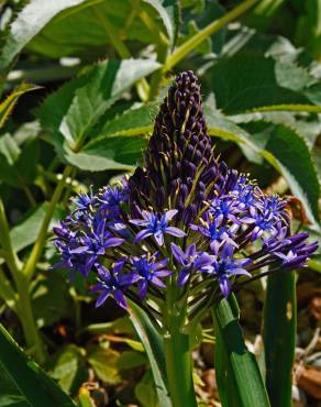 Fotografia 14 da espécie Scilla peruviana no Jardim Botânico UTAD