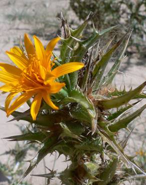 Fotografia 10 da espécie Scolymus hispanicus no Jardim Botânico UTAD