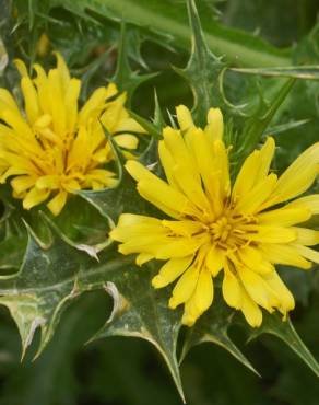 Fotografia 12 da espécie Scolymus hispanicus no Jardim Botânico UTAD