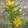 Fotografia 15 da espécie Scolymus hispanicus do Jardim Botânico UTAD