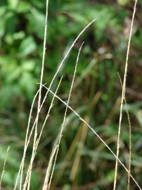 Fotografia da espécie Sporobolus indicus