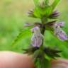 Fotografia 8 da espécie Stachys arvensis do Jardim Botânico UTAD