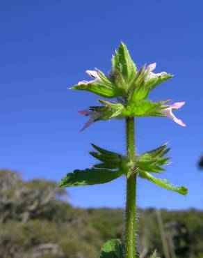 Fotografia 9 da espécie Stachys arvensis no Jardim Botânico UTAD