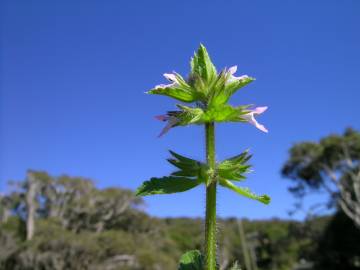 Fotografia da espécie Stachys arvensis