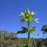 Fotografia 9 da espécie Stachys arvensis do Jardim Botânico UTAD