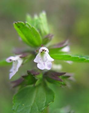 Fotografia 10 da espécie Stachys arvensis no Jardim Botânico UTAD