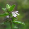 Fotografia 11 da espécie Stachys arvensis do Jardim Botânico UTAD