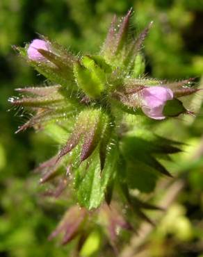 Fotografia 12 da espécie Stachys arvensis no Jardim Botânico UTAD