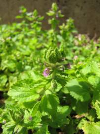 Fotografia da espécie Stachys arvensis